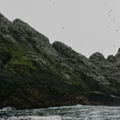 Arau-comum e airo-de-asa-branca, torda-mergulheira, rissa e fradinho ou papagaio-do-mar (Puffin) são mais alguns dos habitantes, de vez em quando visitados por Gralhas-de-bico-vermelho e Falcões-peregrino.