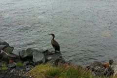 Cormorão
