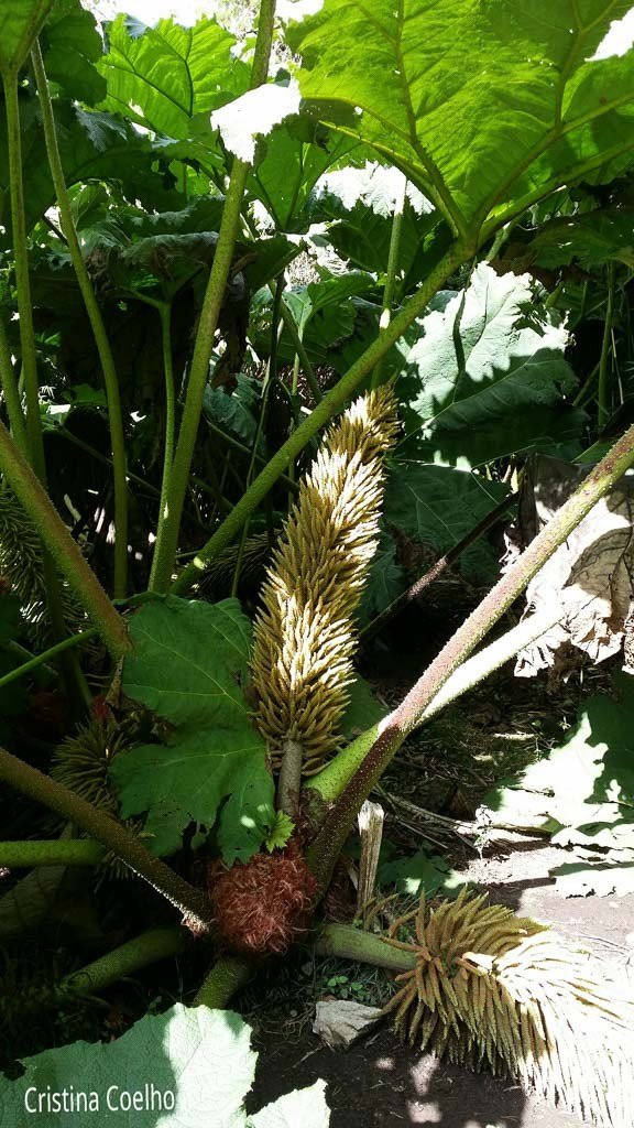 Jardins de Muckross - Gunnera manicata, conhecida como folha-de-mamute ou comida-de-dinossauro as suas folhas podem chegar a 3 m de largura  e têm picos por baixo das folhas, caules e florescencias