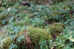 Rodeando o Lago Muckross ou Midle Lake por entre a vegetação