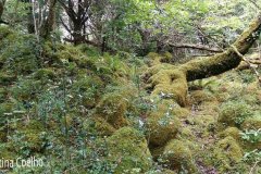 Rodeando o Lago Muckross no meio das pedras e árvores cobertas de musgos