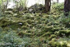 Rodeando o Lago Muckross ou Midle Lake por entre a vegetação - tufos de musgo e hera que cobrem pedras e raizes de árvores