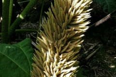 Jardins de Muckross - Gunnera manicata, conhecida como folha-de-mamute ou comida-de-dinossauro as suas folhas podem chegar a 3 m de largura  e têm picos por baixo das folhas, caules e florescencias