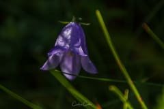 Kinbane - Cabeça branca