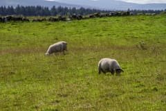 Relva e Ovelhas em Portaneevey