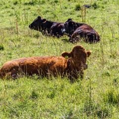 Carrick-a-rede ponte de corda
