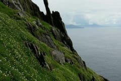 Verde pintalgado de flores brancas em contraste com o escuro da rocha - Skellig Michael